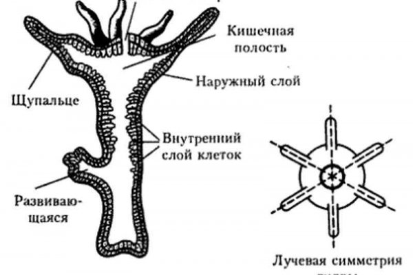 Кракен даркет